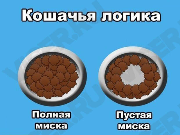 кошачья логика