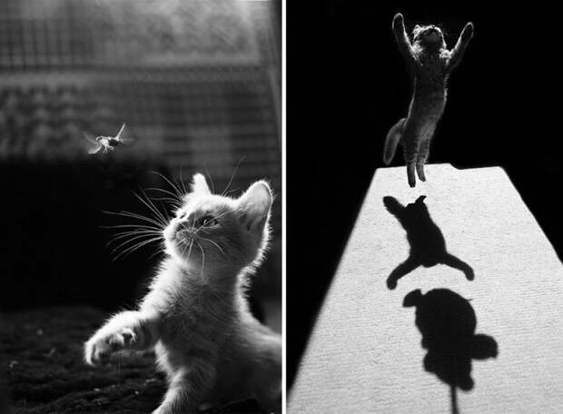 черно белые фотографии кошек (6)