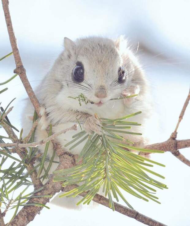 Ezo Momonga Хоккайдо 