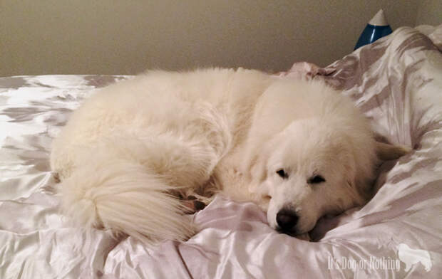 As much as I love Mauja on the bed, I don't want it to smell like wet dog!