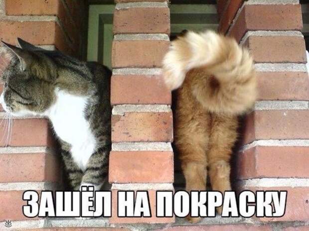 Забавные и жизнерадостные звери 15