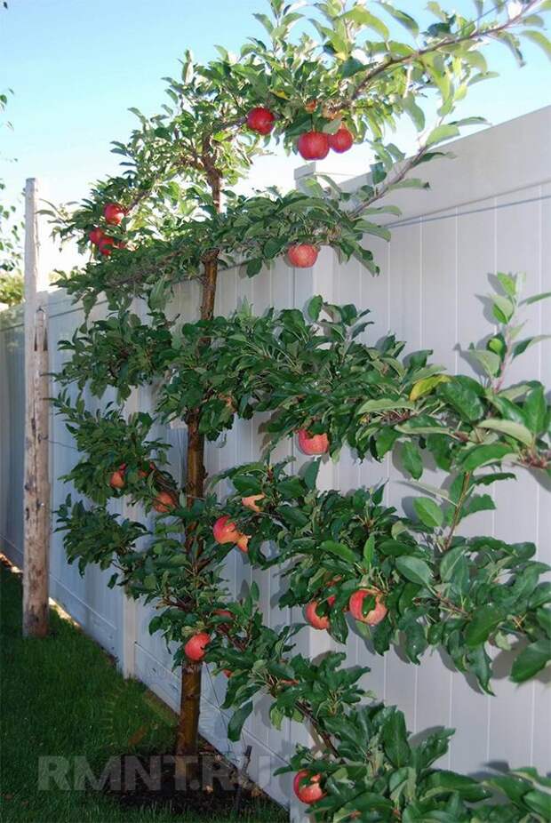 Плодовые деревья на шпалерах — оригинальный компактный сад
