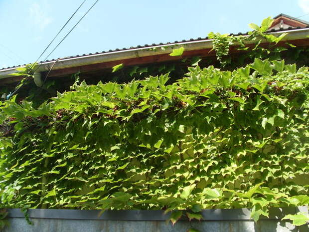 Зеленая вертикаль каменного ограждения из девичьего винограда триостренного