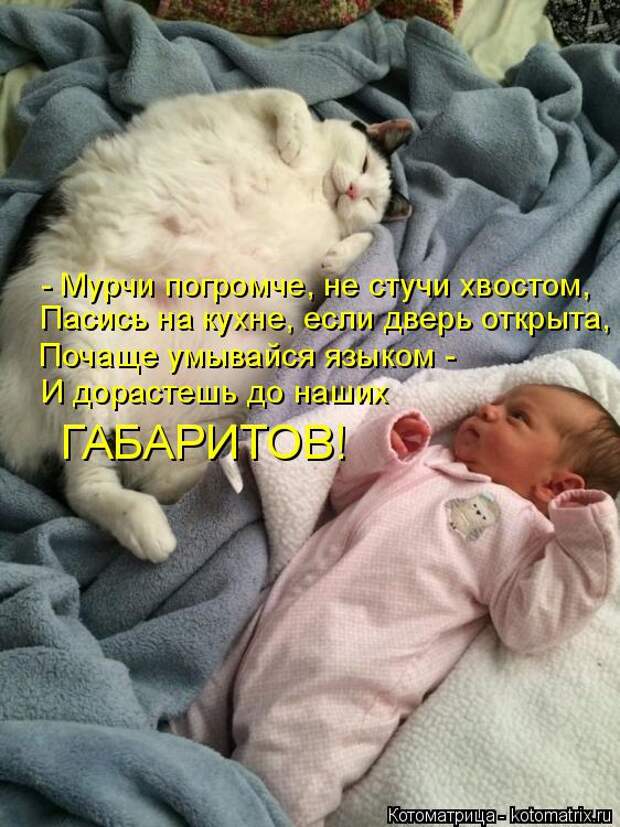 Котоматрица: - Мурчи погромче, не стучи хвостом, Пасись на кухне, если дверь открыта, Почаще умывайся языком - И дорастешь до наших ГАБАРИТОВ!