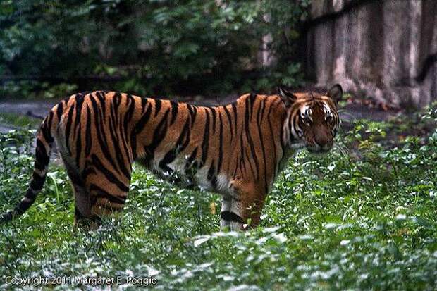 Китайский тигр (Panthera tigris amoyensis), фото хищники картинка