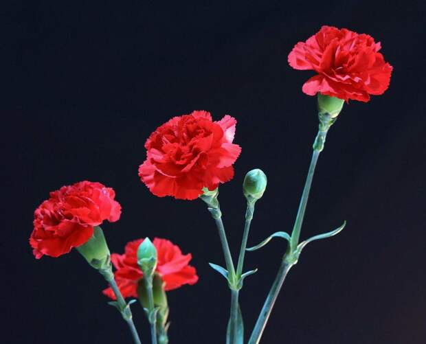Цветы. Фото: pixabay.com
