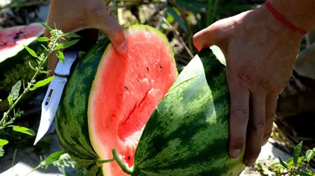 Эксперт по бахчевым культурам рассказал, безопасны ли ранние арбузы