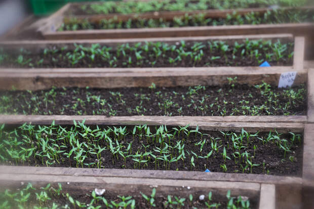 Февральдә нәрсәләр чәчәргә?