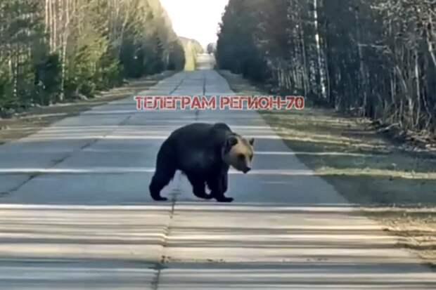 В Томской области на дороге заметили любопытного, но трусливого медведя