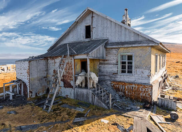 Russia Polar Bears Photo Gallery 