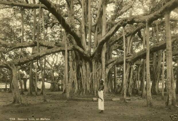Баньян на острое Мадура, Индонезия, фото 1920-х годов
