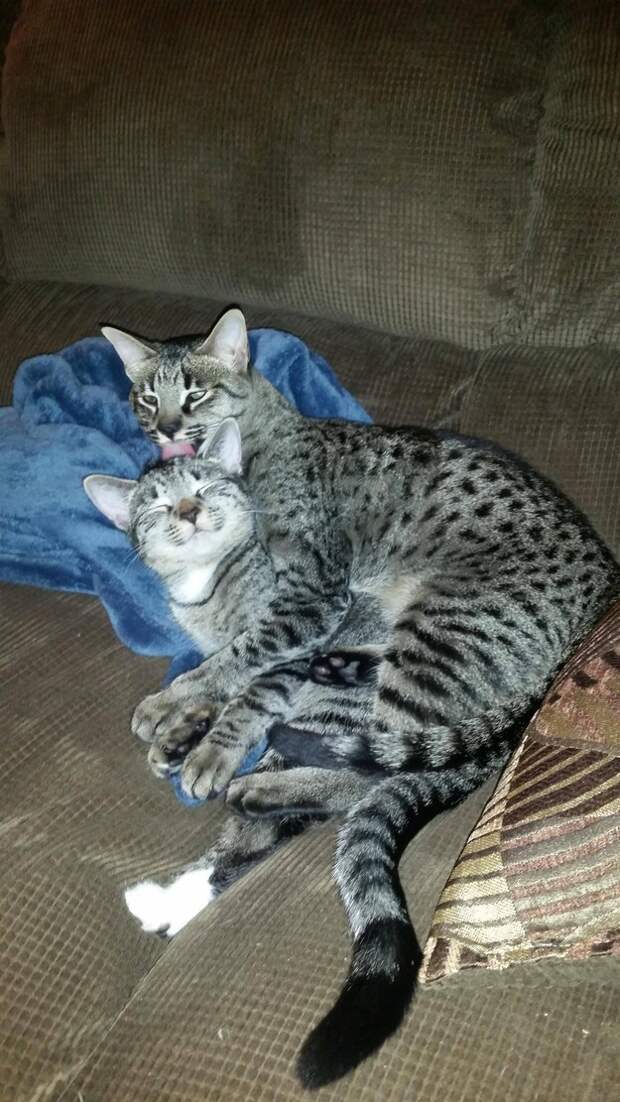 23 фотографии котиков, которые растопят ваше сердце   животные, кот, позитив, фото