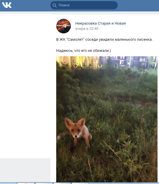 Фото дня: лисенок в Некрасовке