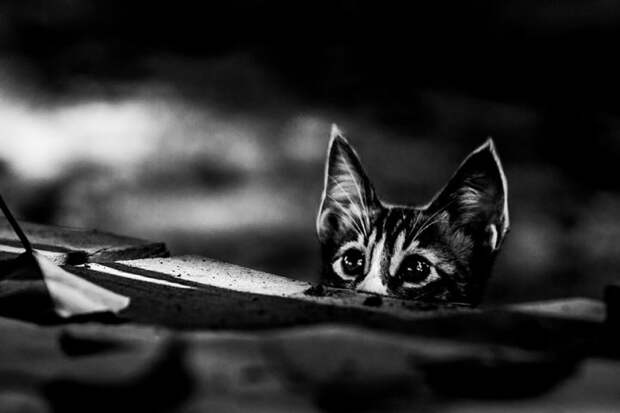черно белые фотографии кошек (4)