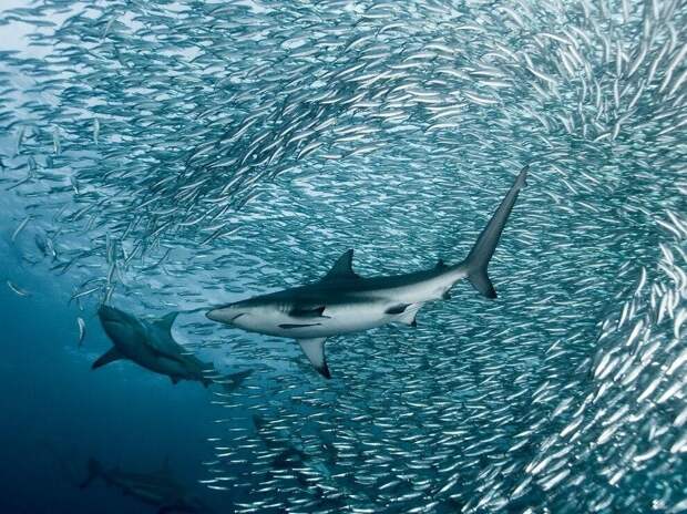 Короткохвостые серые акулы