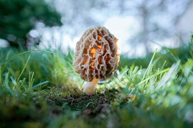 15. Morchella esculenta Сморчок съедобный. 15. Morchella esculenta Сморчок съедобный. грибы, интересное, фото