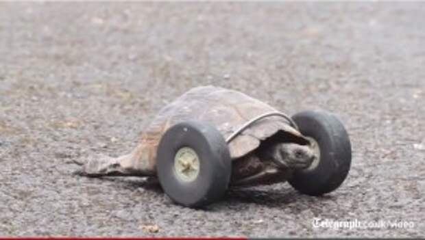 This 90 Year Old Turtle Will Teach You a Thing Or Two About Survival
