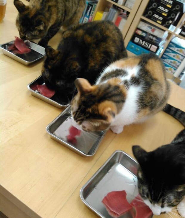 японский офис в котором находятся кошки