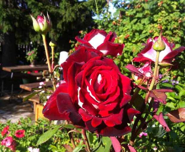 Розы в саду Красная роза