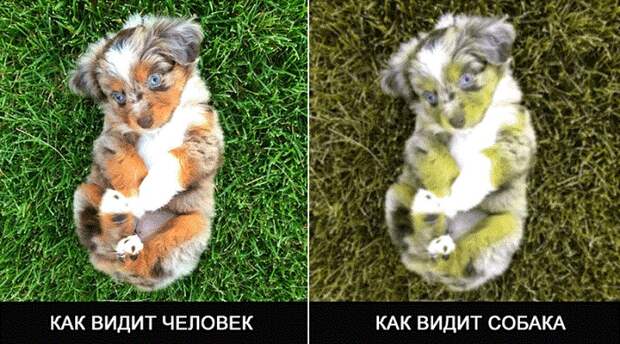 Популярные заблуждения, которые уже давно опровергнуты наукой
