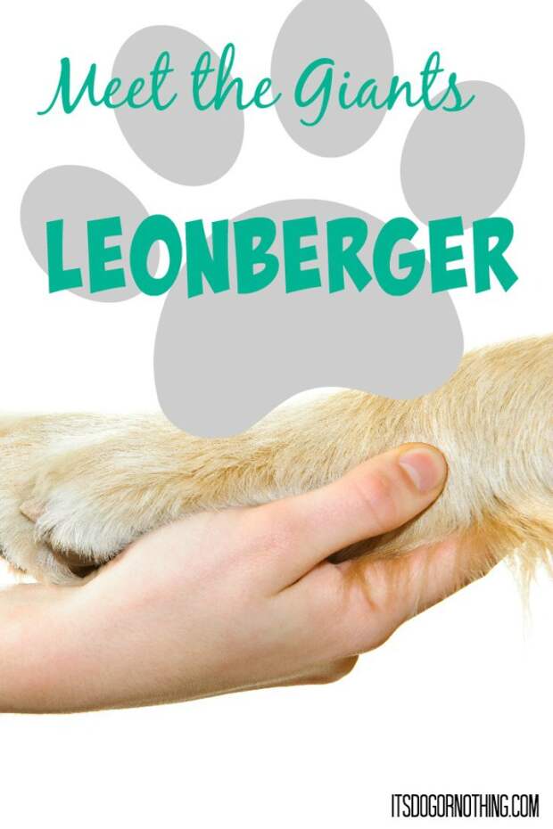 This week on Meet the Giants - the Leonberger! Head over to the blog to read all about this gorgeous gentle giant!