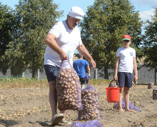 Александр Лукашенко показал, как нужно собирать картошку картошка, лукашенко