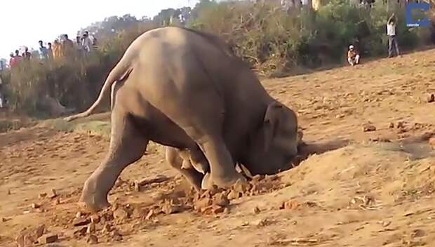 Трогательная история: 11 часов слониха безуспешно копала, пытаясь вытащить слонёнка из грязи