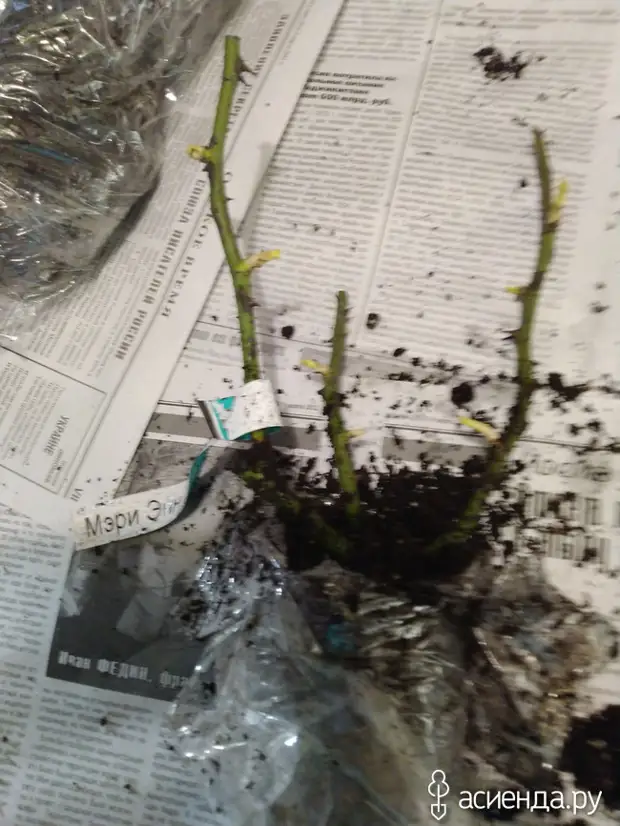 Реанимация роз и ранняя посадка новых.