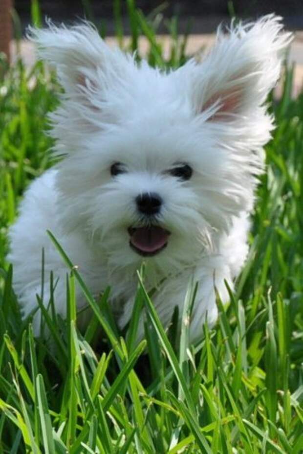 Little white dog. Горшок рудтминдта белый собака.