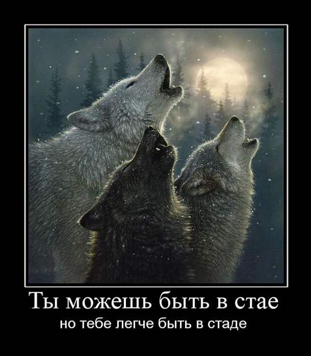 Демотиваторы (30 фото)