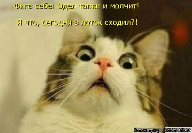 Котоматрица на Бугаге (34 фото)