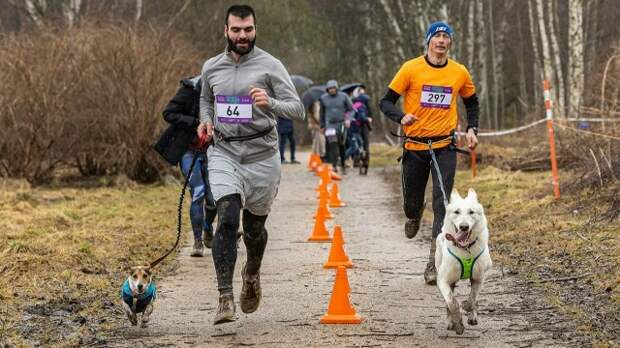 Апрельские старты с собаками прошли в Битцевском лесу