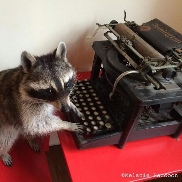 Melanie raccoon, енот Мелани, самый умный енот, енот на велосипеде