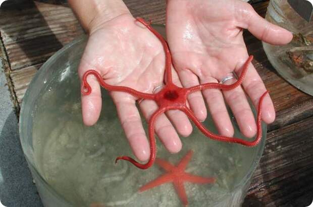 Красная офиура (лат. Ophioderma squamosissimum)