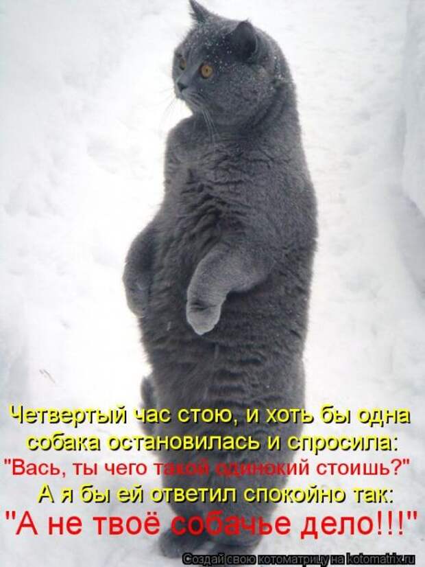 Котоматрицы (картинки с надписями)