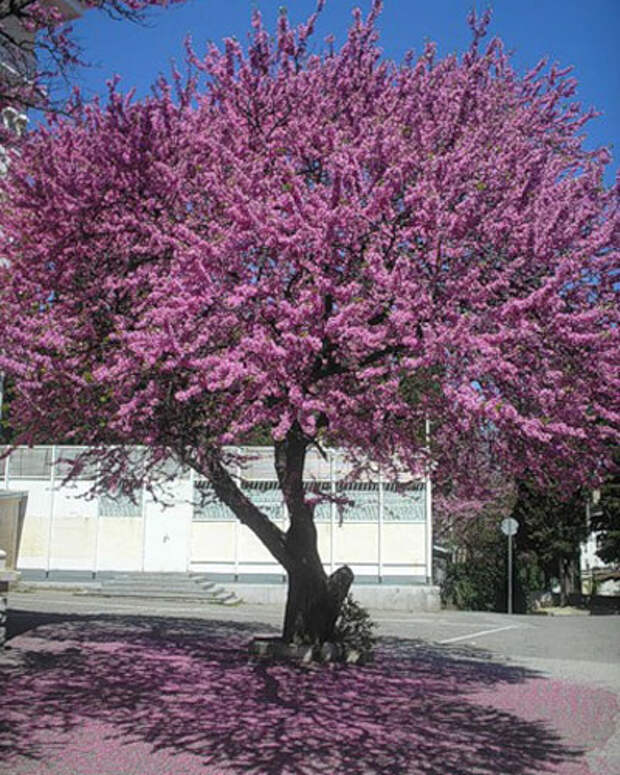 Деревья с розовыми листьями фото и названия