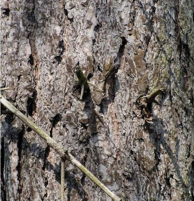 camouflaged_animals_26
