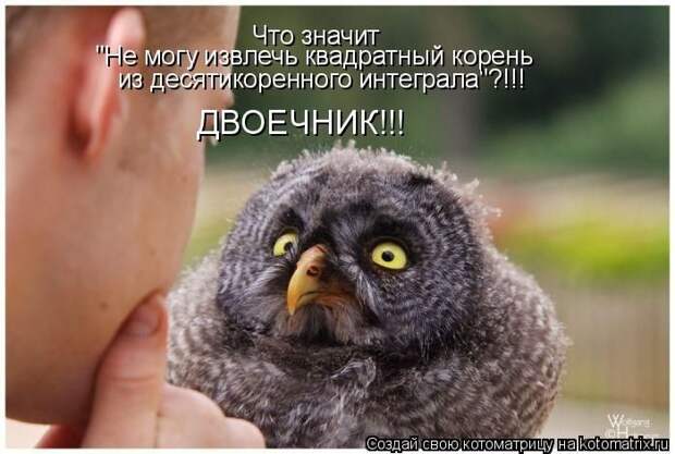 Лучшие котоматрицы недели