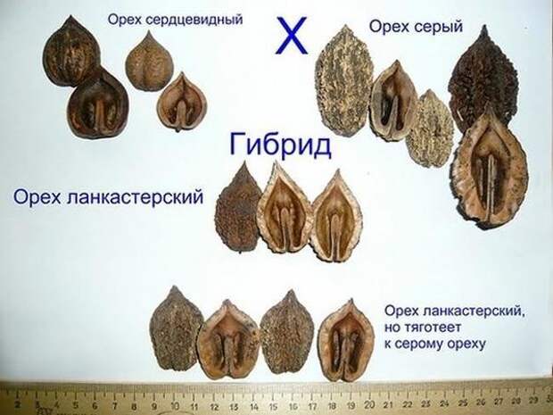 Ланкастерский орех - удачный ребенок ореха серого и сердцевидного. Фото с сайта forum.prihoz.ru Радик М. abrikos56@yandex.ru