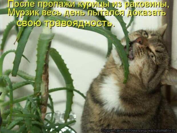 Котоматрица Котоматрица