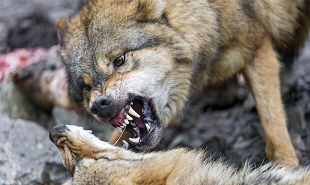 Клыки волка - Зубы волка - Оскал волка - Интересные факты о волках