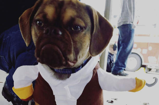 Лицо попроще: животные отличающиеся удивительной внешностью Лицо попроще: животные отличающиеся удивительной внешностью животные, история, факты