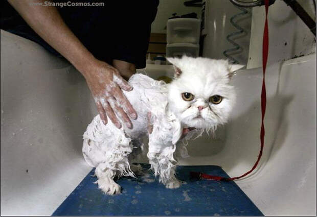 15 забавных фотографий мокрых кошек вода, кот, купание