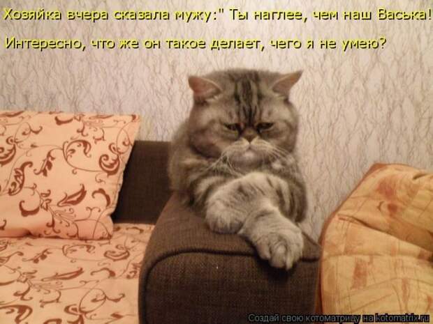 Лучшие котоматрицы недели