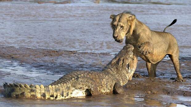 Битва крокодила и львов за тушу слона  природа, фото