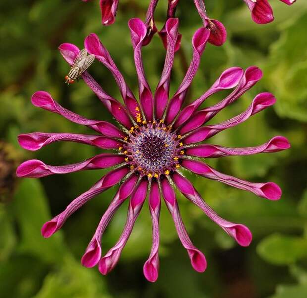 Остеоспермум – красивейшее декоративное растение