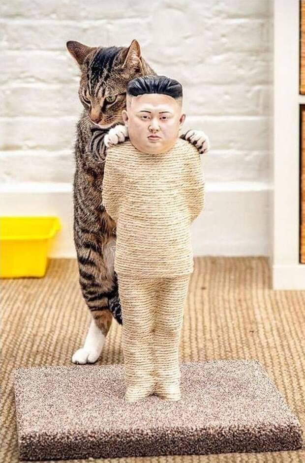 Когтеточка для кота