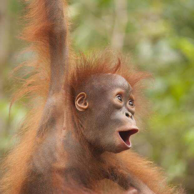 Funny-animals-with-muzzles-Agape-05