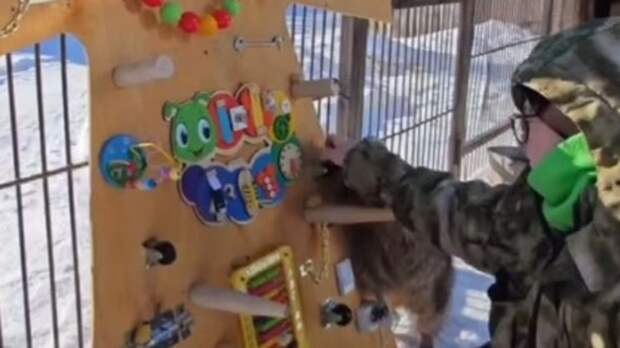 В зоопарке Барнаула легализовали хулиганство для милых "жуликов"-енотов