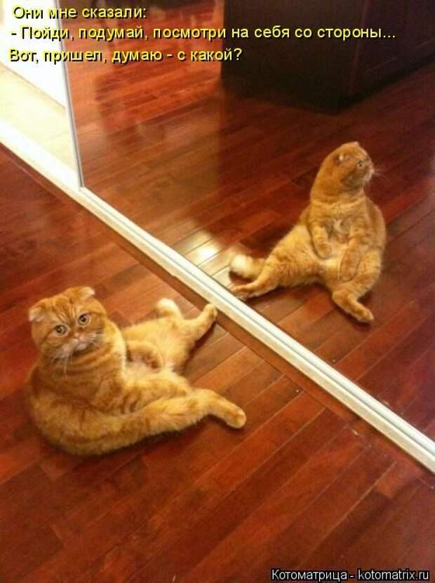 Лучшие котоматрицы недели